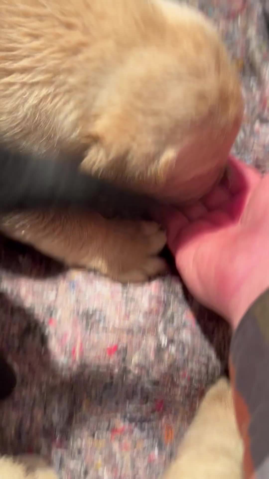 Labrador Retriever dogs for sale: Beautiful KC Reg Lab Pups - Video 2