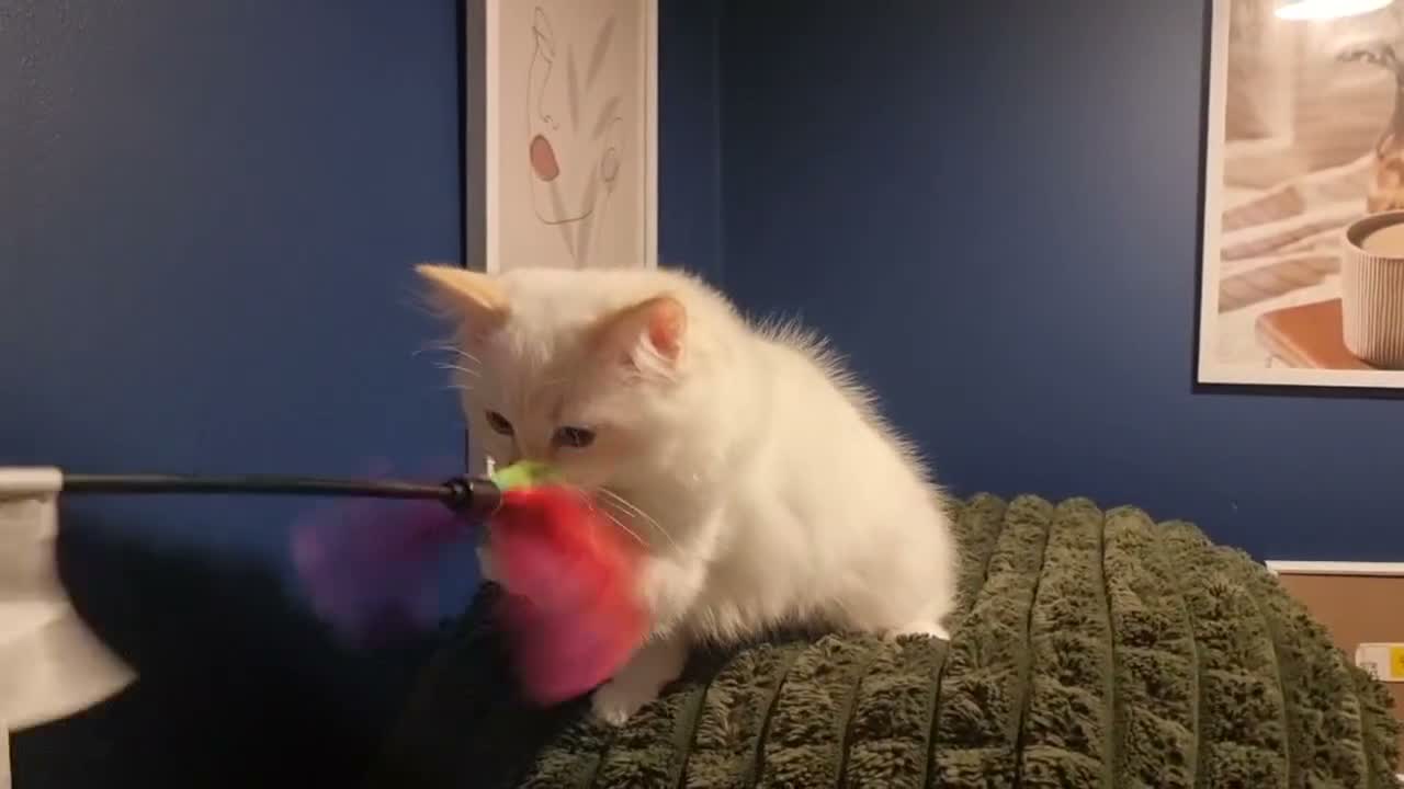 Ragdoll cats for sale: A very rare litter of kittens.  - Video 4