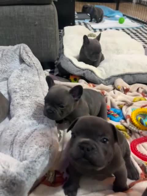 French Bulldog dogs for sale: Kc registered girl ready to go now - Video 1