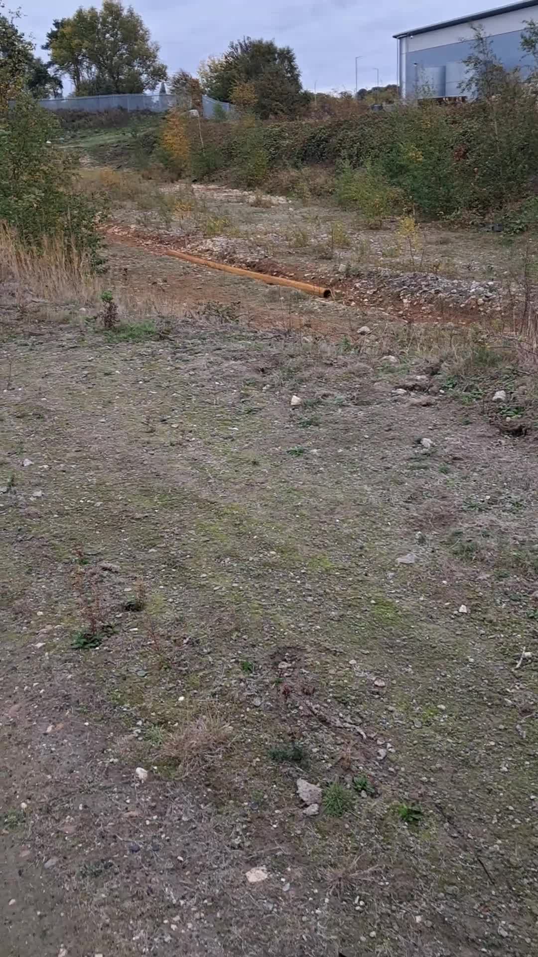 Sprocker dogs for sale: Sprocker for sale  - Video 1