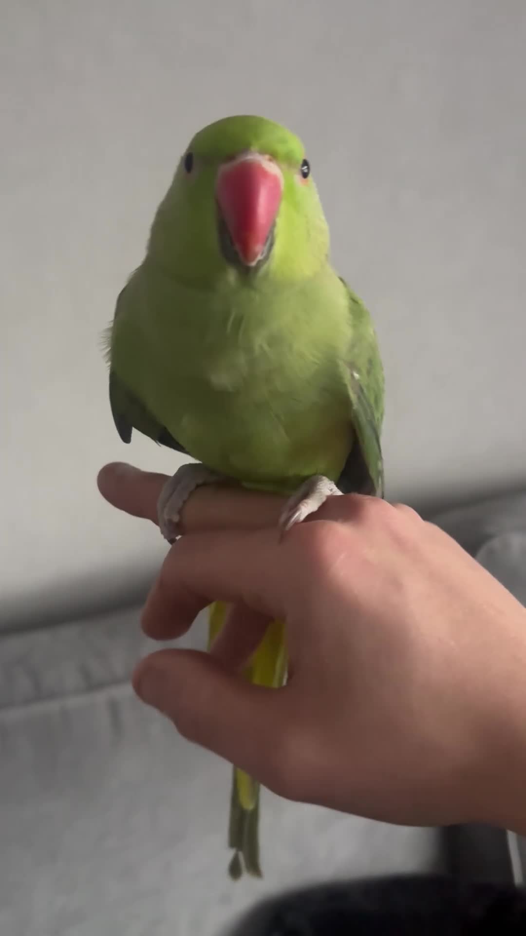 Ringnecks birds for sale: Male and female ringnecks  - Video 1