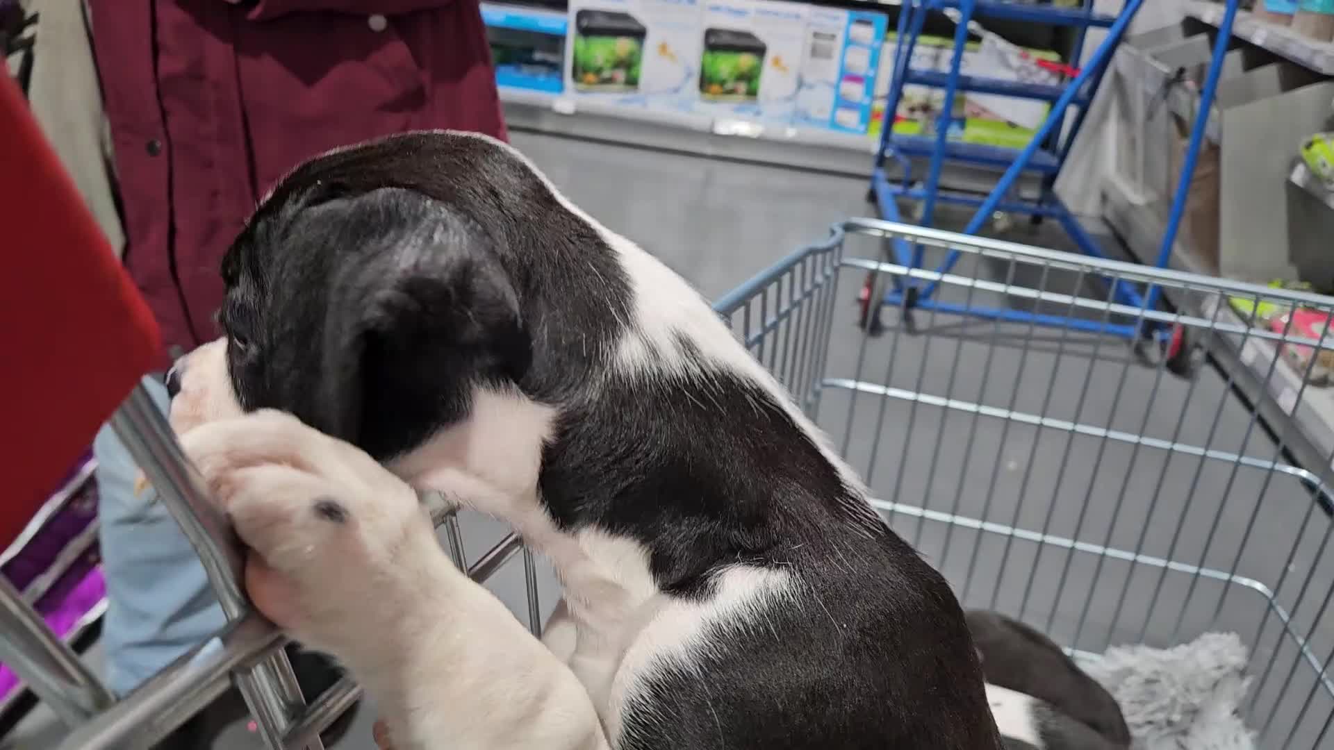 Boxer dogs for sale: READY NOW Kc reg sealed brindle fully vac  - Video 1