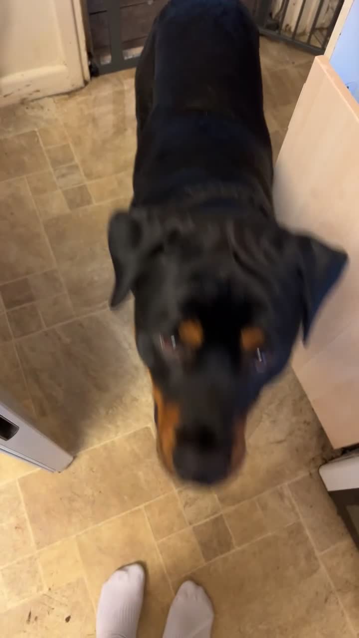 Rottweiler dogs for sale: Chop the Rottweiler  - Video 1