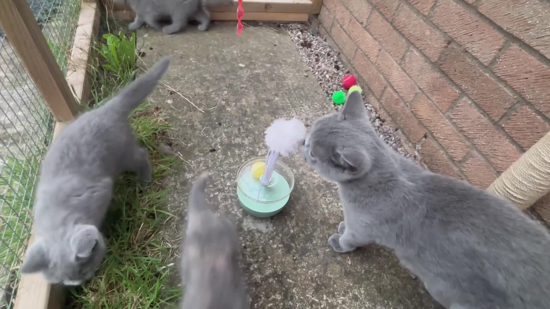 British Shorthair cats for sale: 🩵 1 blue/cream tortie BSH left to reserve 🩵 - Video 1