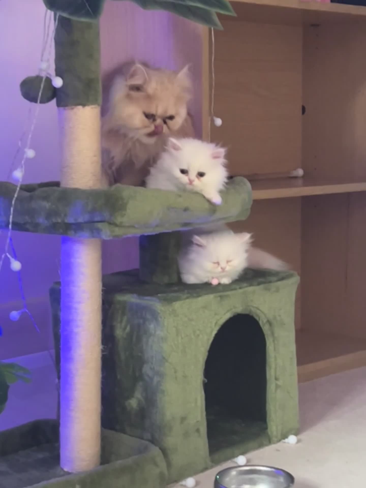 Persian cats for sale: 🌾 EXOTIC DOLL FACE PERSIAN Kittens - Video 3