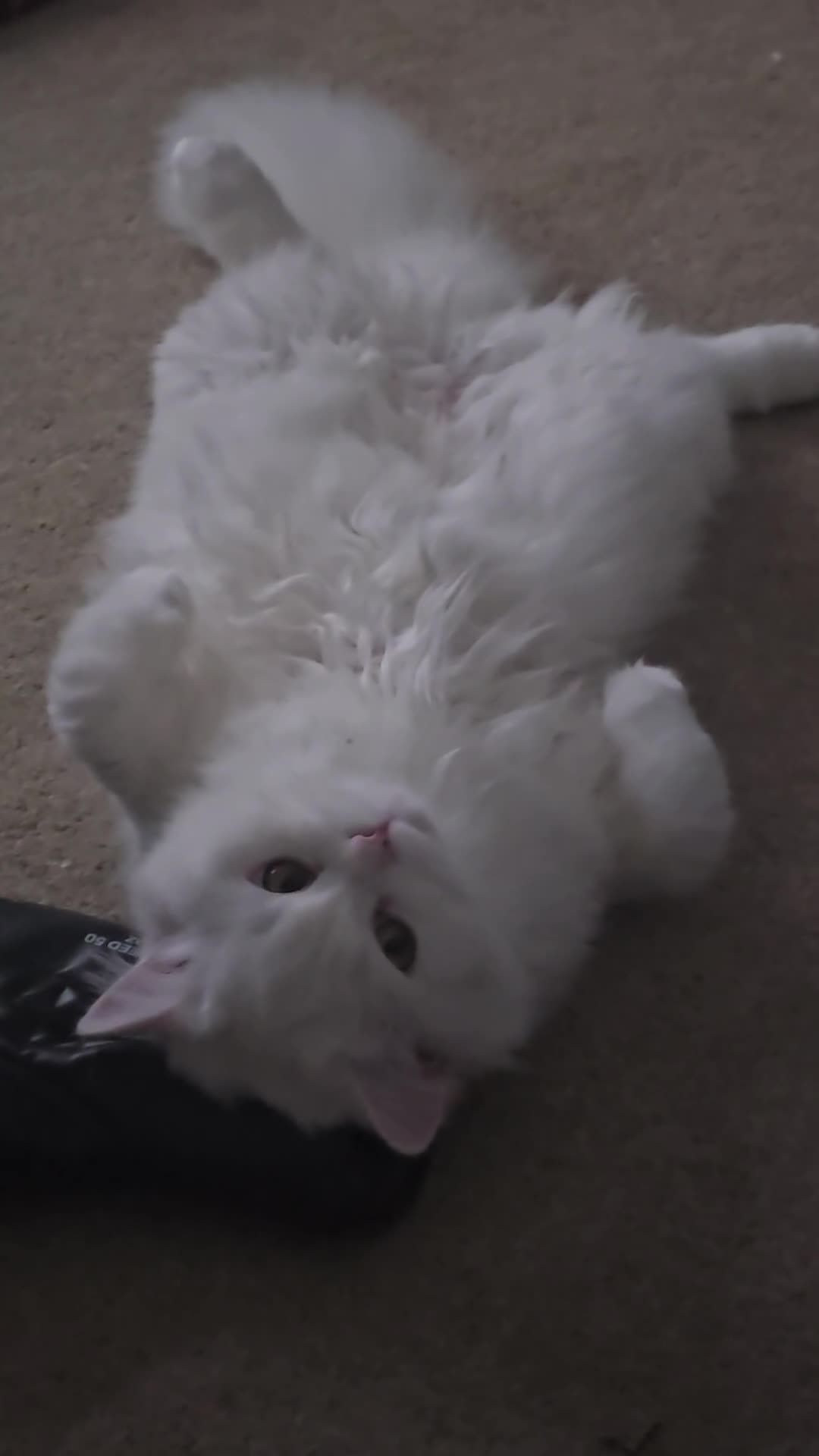 British Longhair cats for sale: British long hair cuddle friend beautiful soul - Video 1