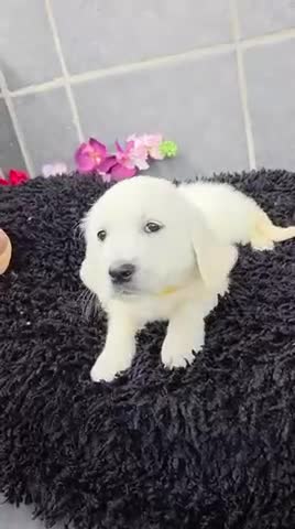 Golden Retriever dogs for sale: Beautiful golden retriever pups  - Video 3
