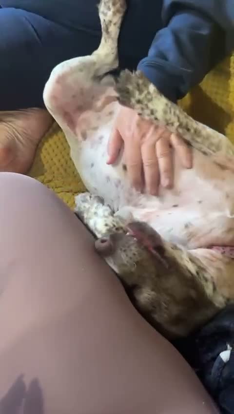 Sprocker dogs for sale: Benni boy looking for his forever home  - Video 1