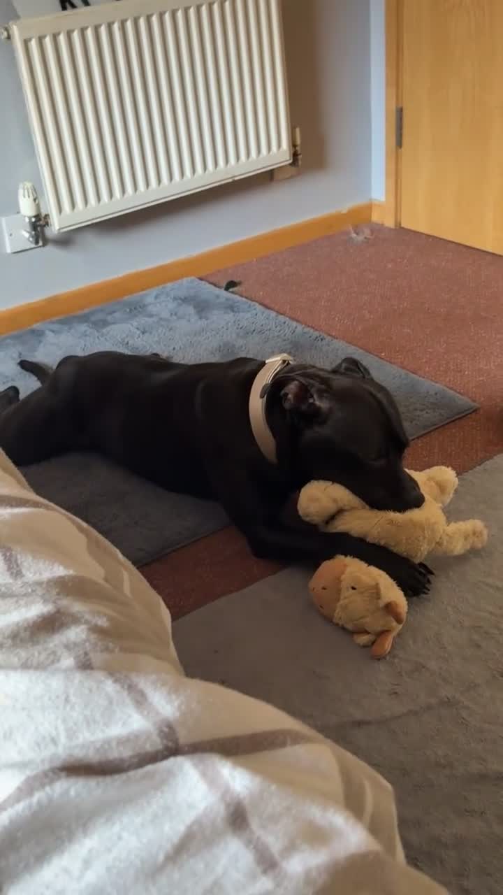 Staffordshire Bull Terrier dogs for sale: Rocky  in Catterick Garrison - Video 1
