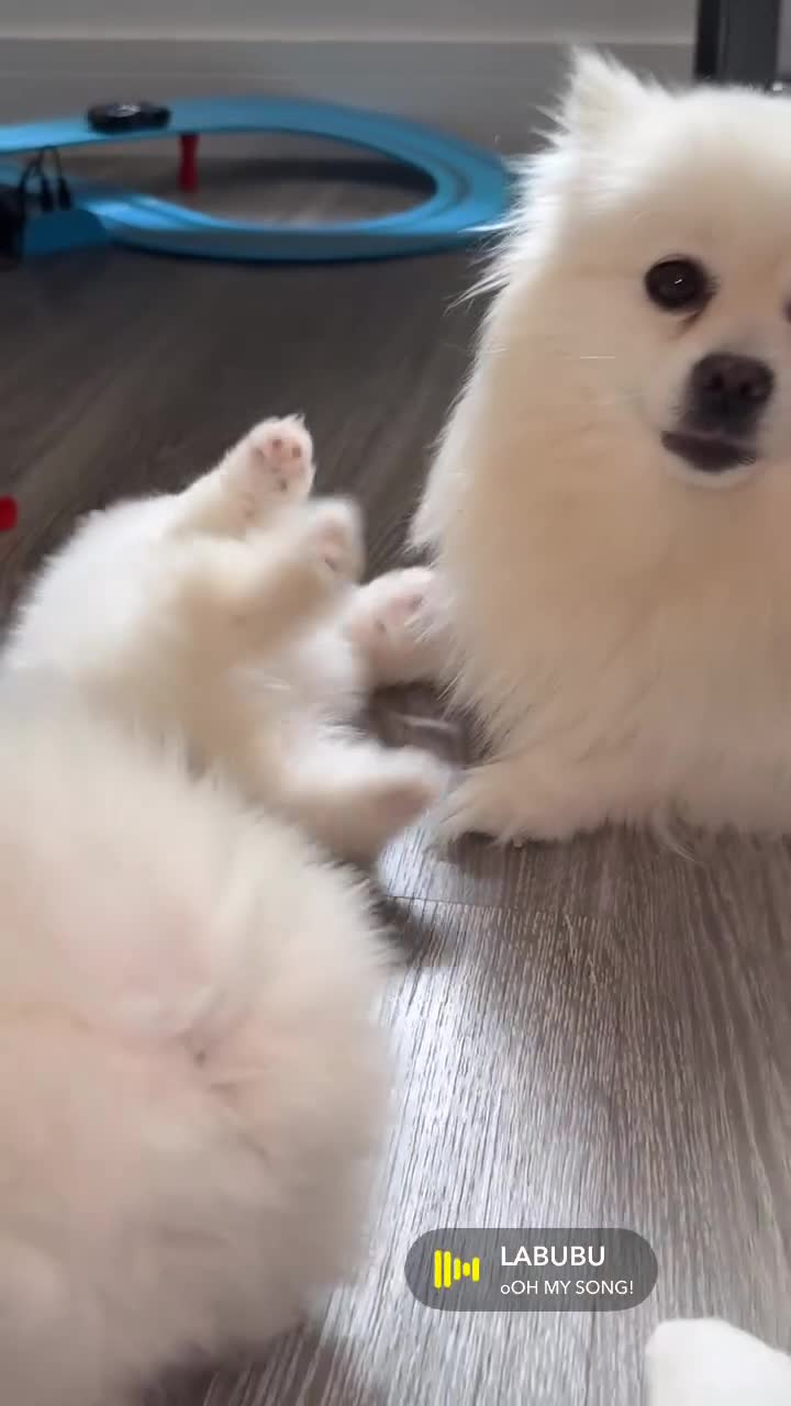 Pomeranian dogs for sale: Beautiful thick coat poms READY to leave next week - Video 5