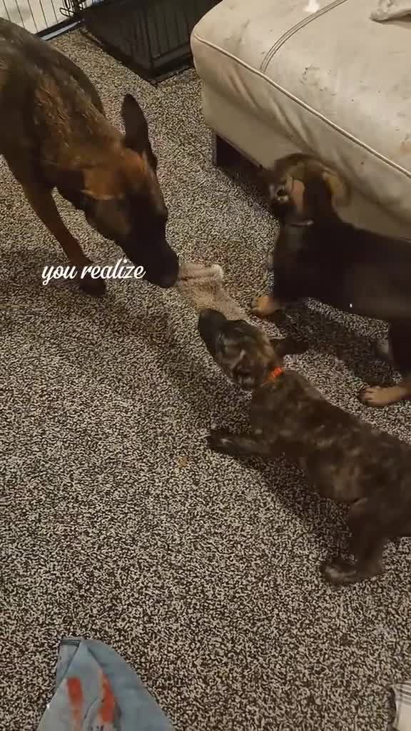 Belgian Shepherd Dog dogs for sale: Belgian Malinois Puppies - Video 1