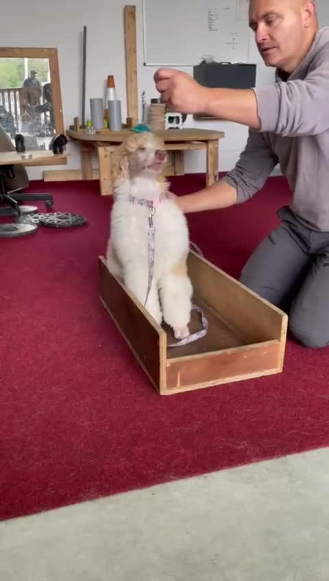 Standard Poodle dogs for sale: Standard Poodle Girl Available Apricot&White Parti - Video 1