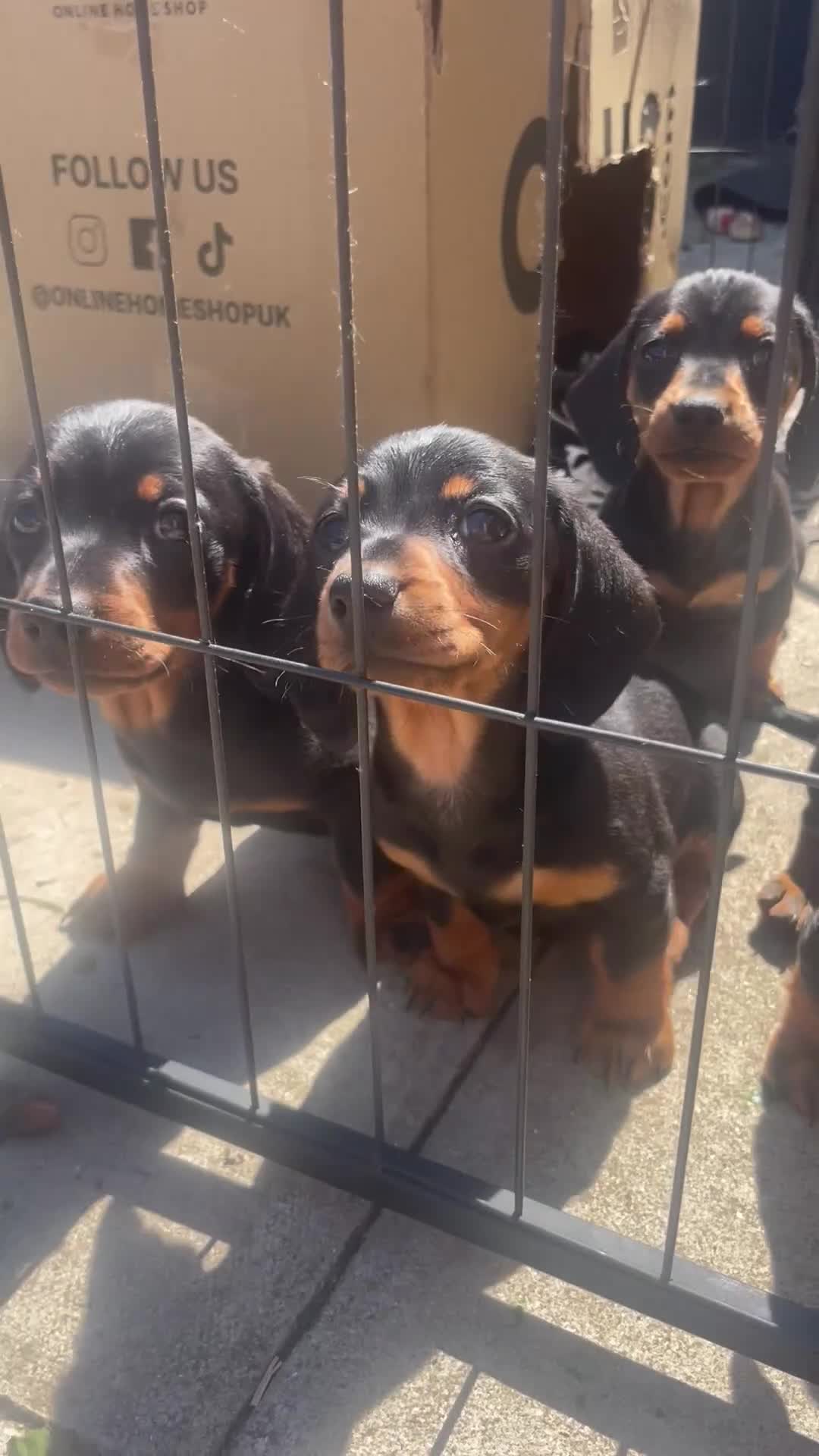 Miniature Dachshund dogs for sale: 4 black & tan miniature dachshund puppies. - Video 1