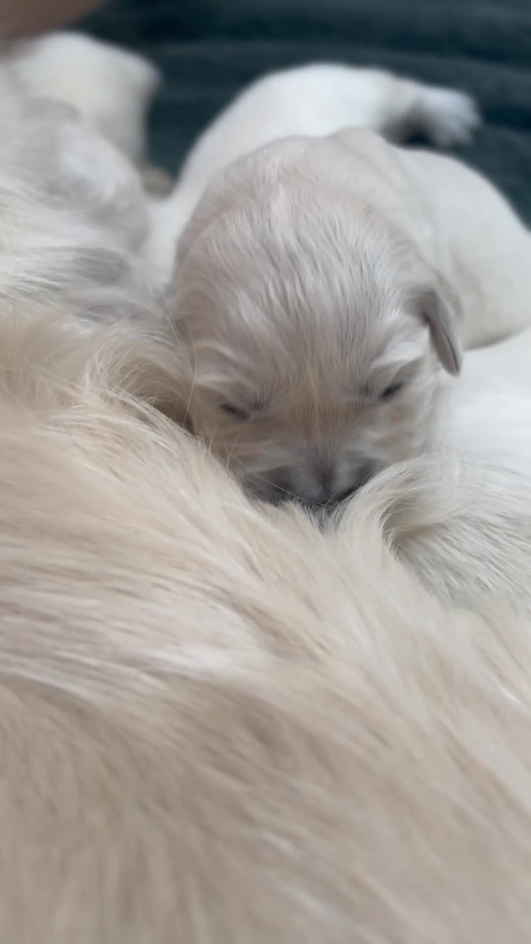 Golden Retriever dogs for sale: Last girl remaining  in Doncaster - Video 2