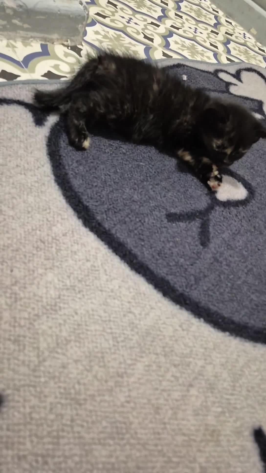 Mixed Breed cats for sale: Kittens - Video 4