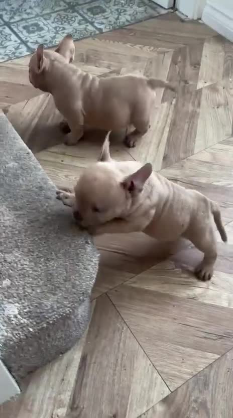 American Bully dogs for sale: Quality Pocket bully pups - Video 1