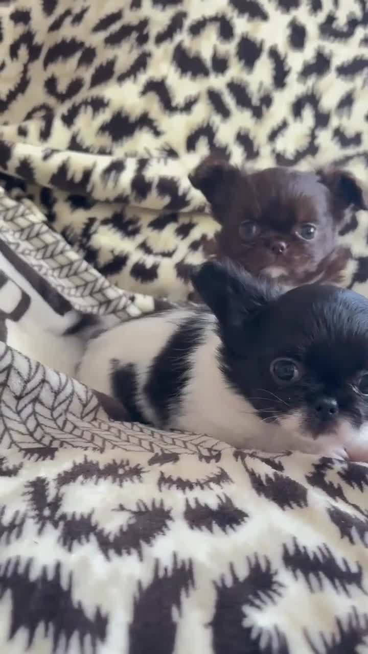 Chihuahua dogs for sale: Chihuahua  - Video 2