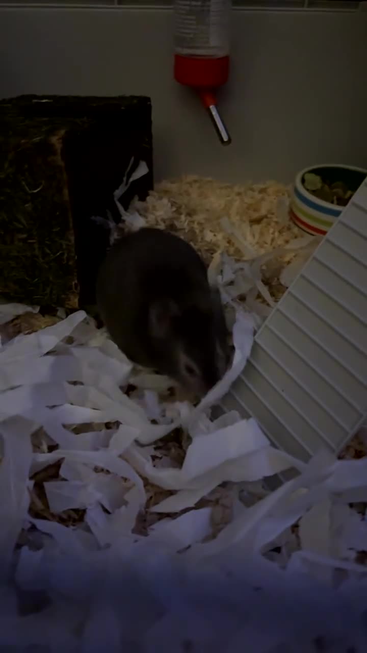 Mixed Breed rabbits for sale: syrian hamster - Video 1