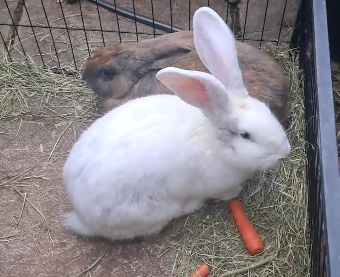Continental Giant rabbits for sale: Super Stars  Stud Service -Beautiful PROVEN Bucks  - Video 1