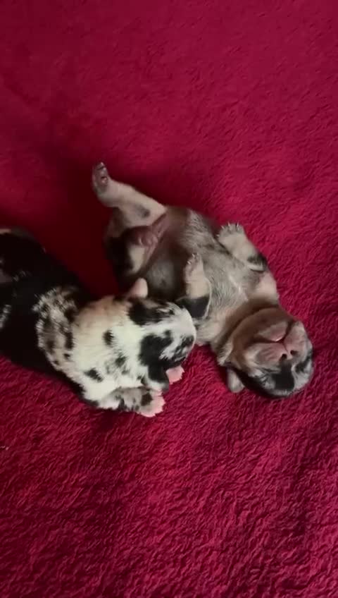 French Bulldog dogs for sale: French bulldog Merle puppies for sale  - Video 2