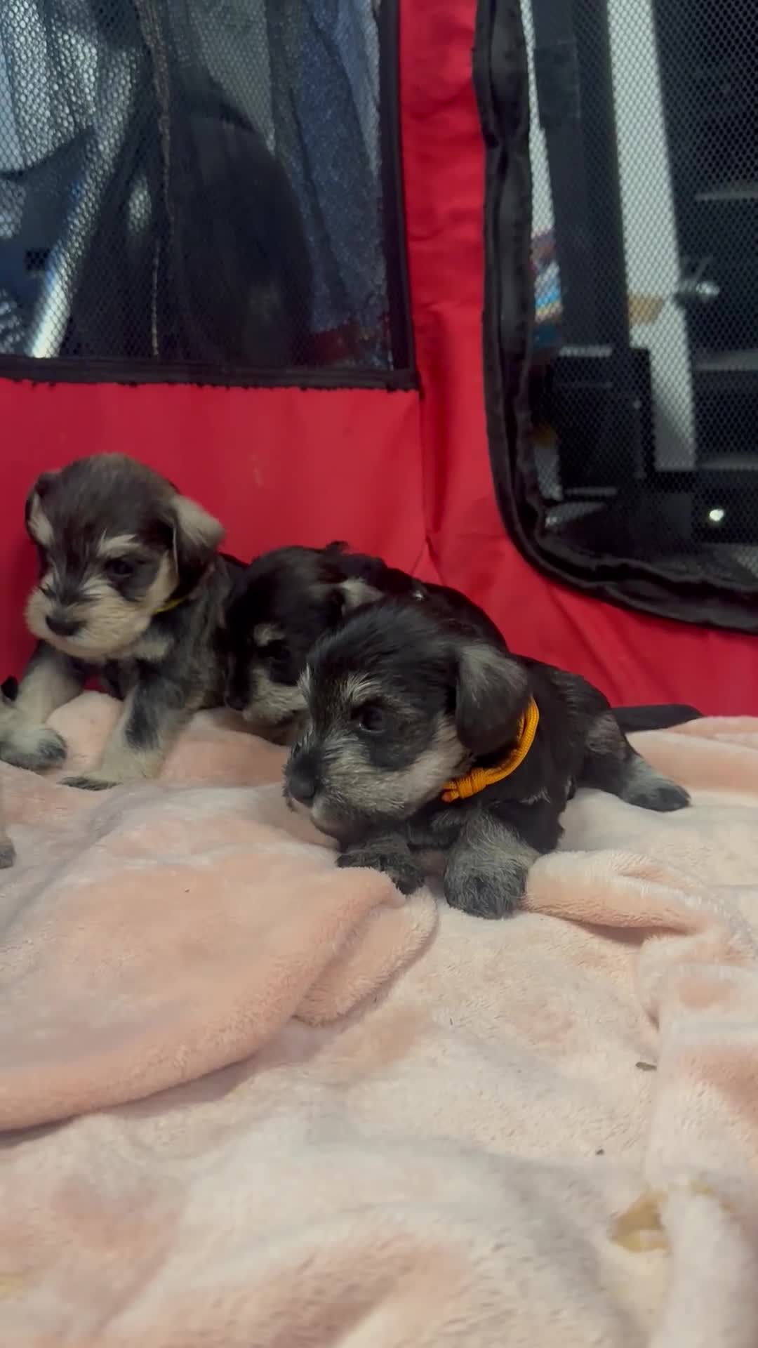 Miniature Schnauzer dogs for sale: OUTSTANDING CHAMPION LINES PUPPIES  - Video 2