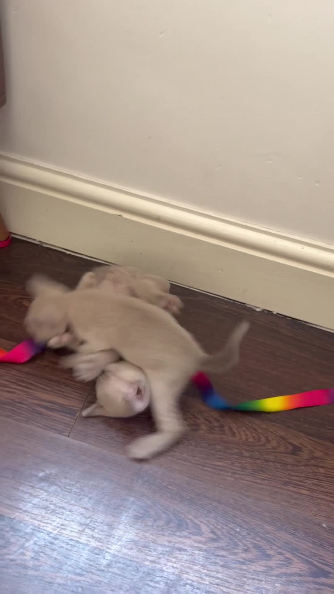 Burmese cats for sale: GCCF registered - Home Raised Burmese Kittens - Video 1