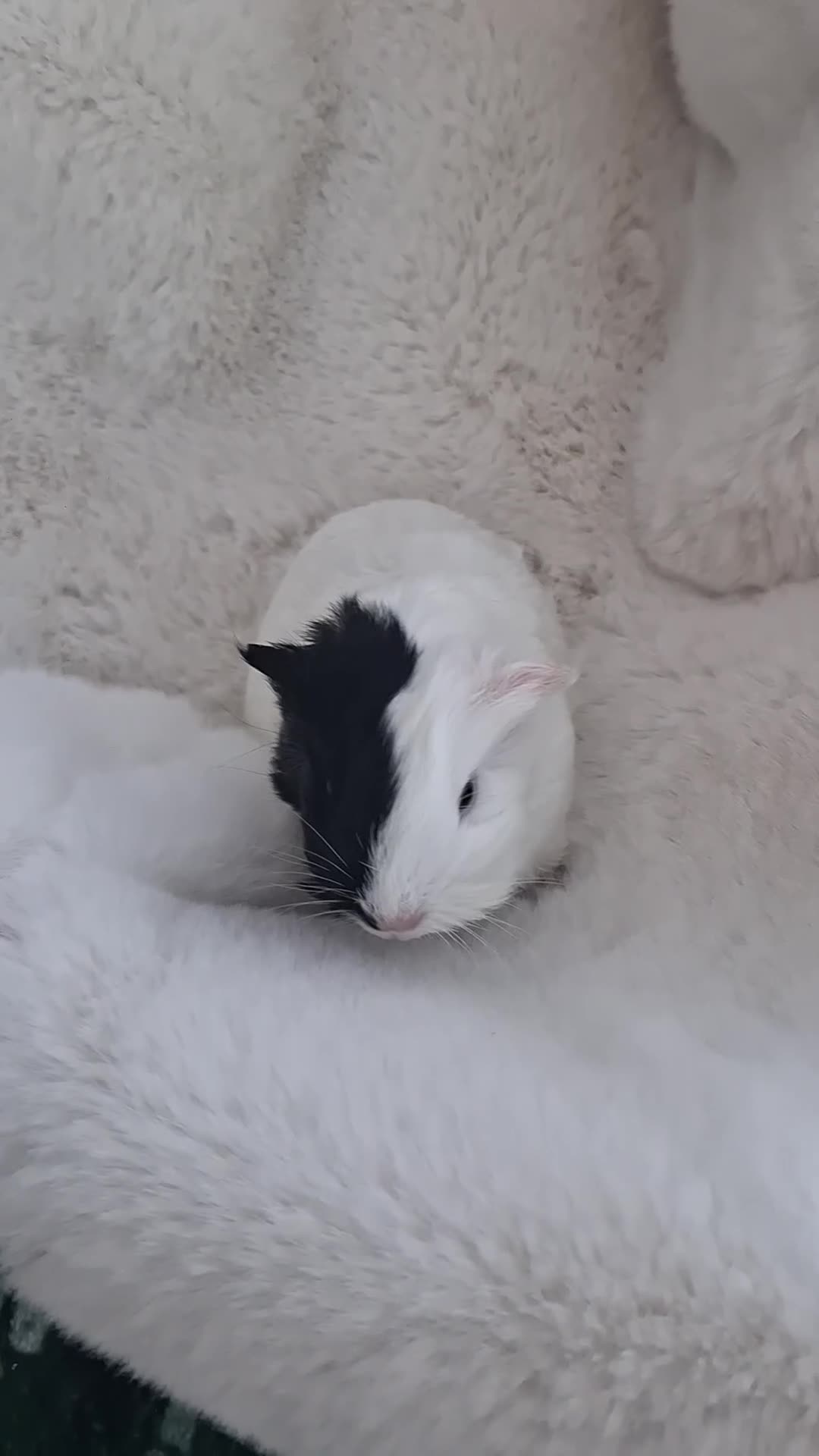 Guinea Pig rodents for sale: Bonded pair of female guinea pigs  - Video 1