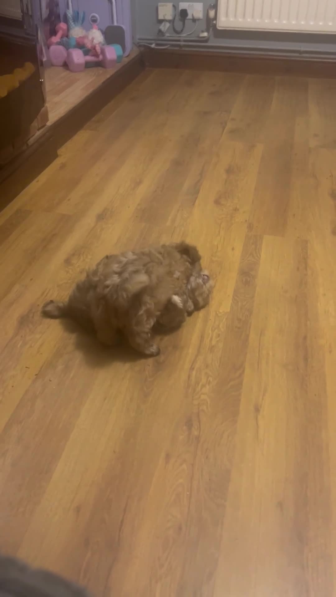 Shih Tzu dogs for sale: Gorgeous little boy - Video 4