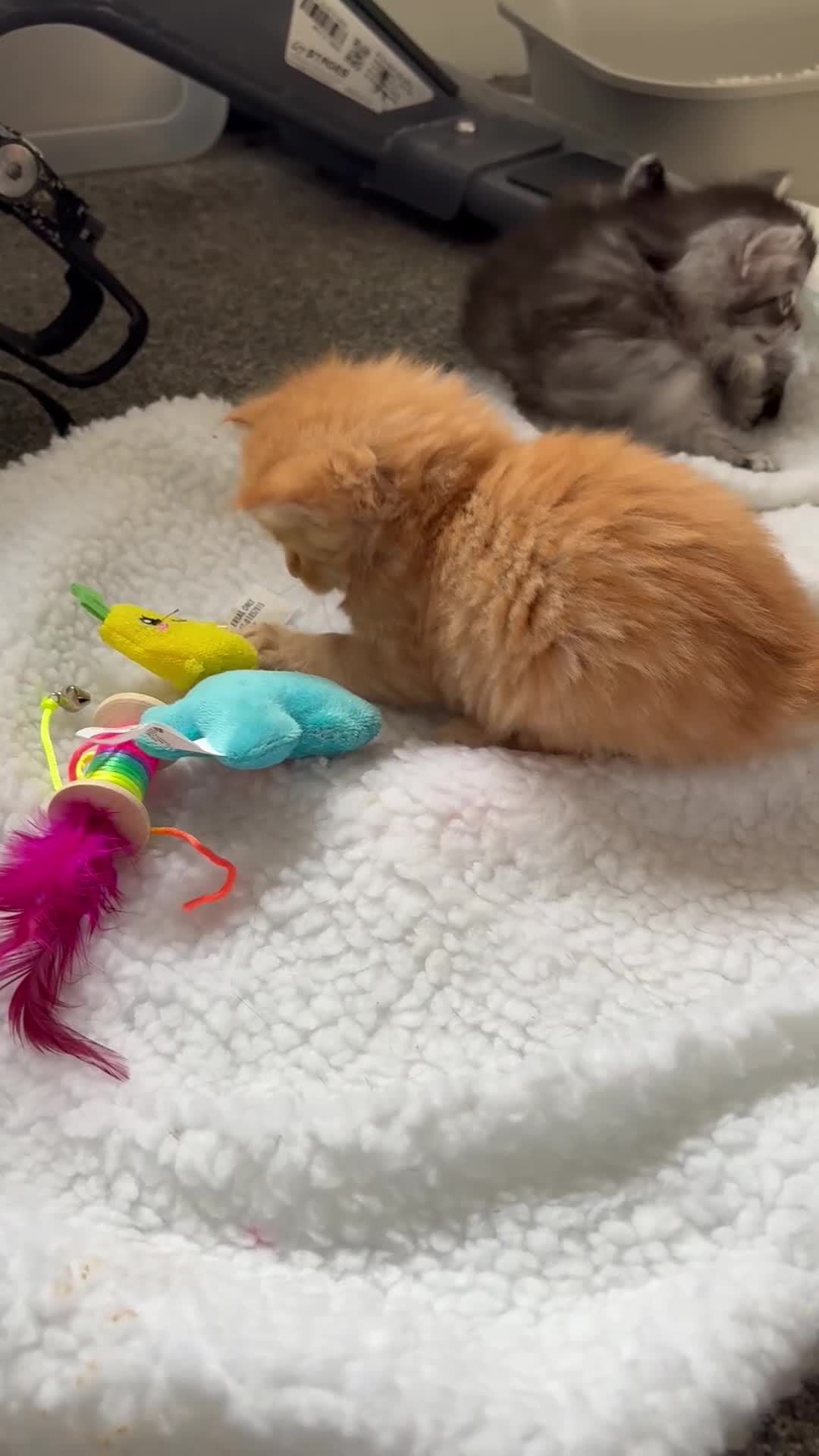 Mixed Breed cats for sale: Ragdoll × Silver / Ginger Tabby Kittens - Video 2