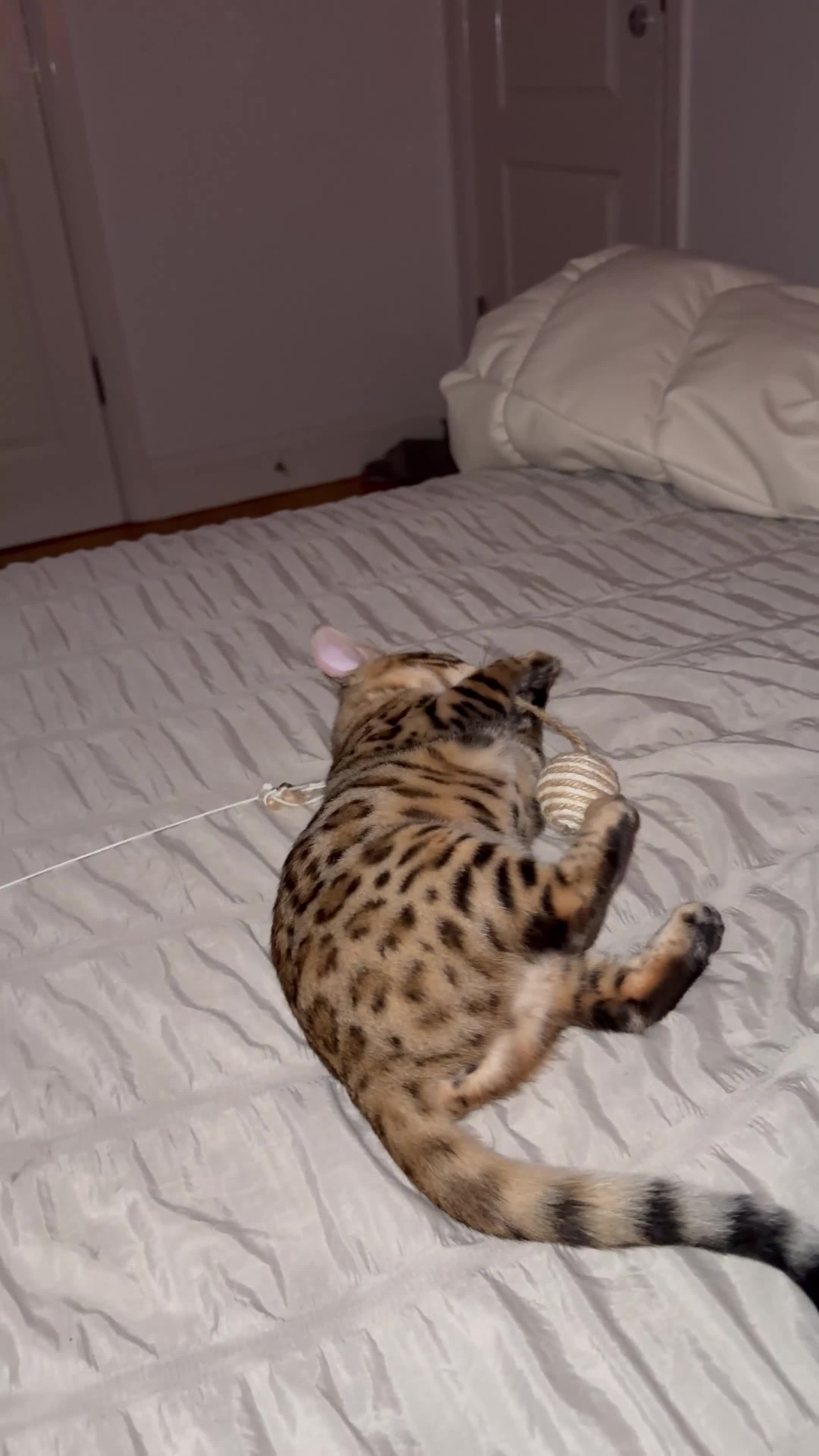 Bengal cats for sale: TICA Female Brown Golden Bengal - Video 1