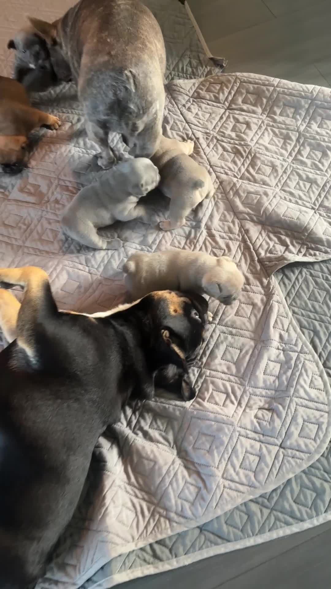 French Bulldog dogs for sale: 4 lovely French Bulldog puppies for sale . - Video 1