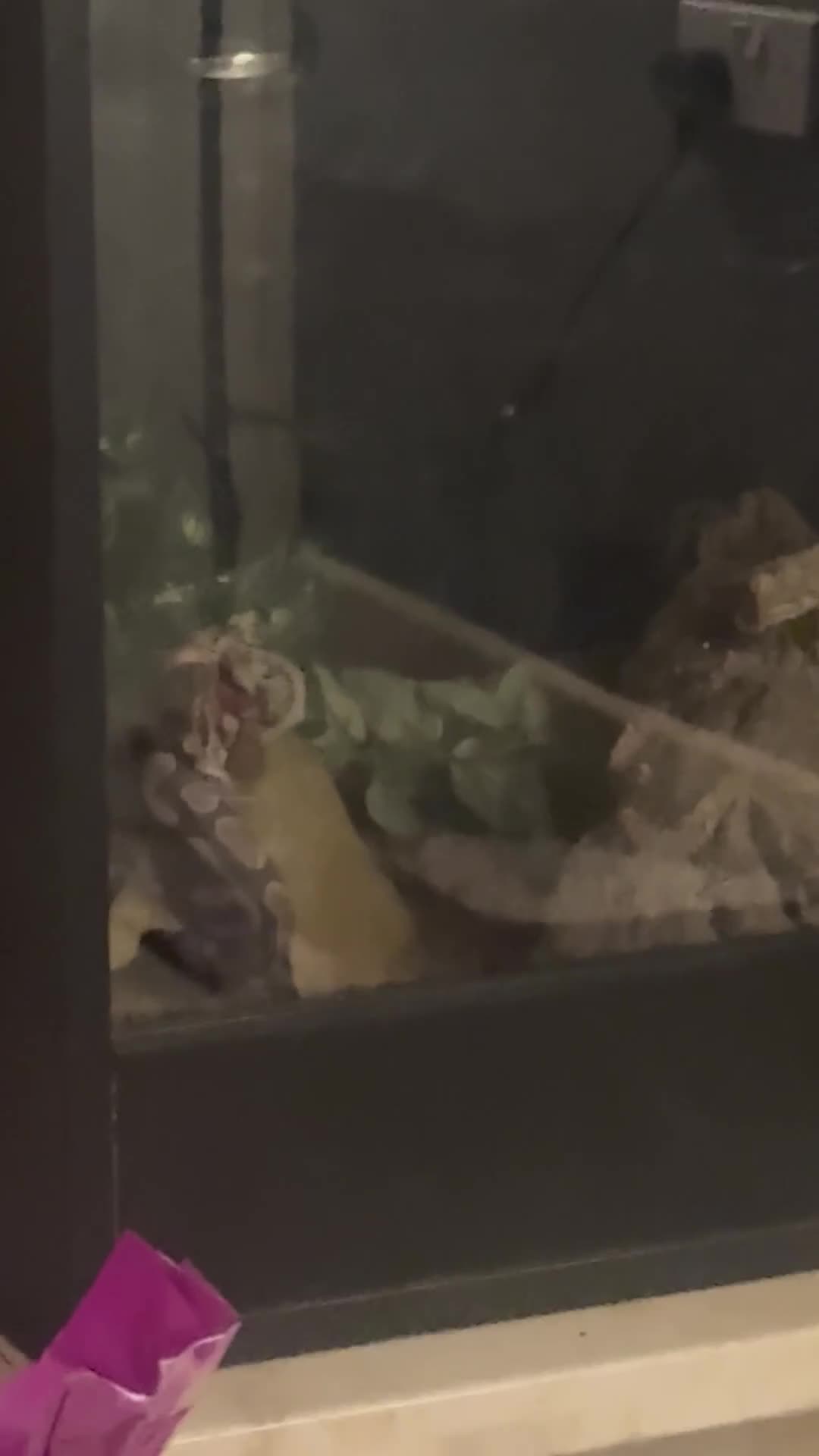Python Snake reptiles for sale: Ball python - Video 1