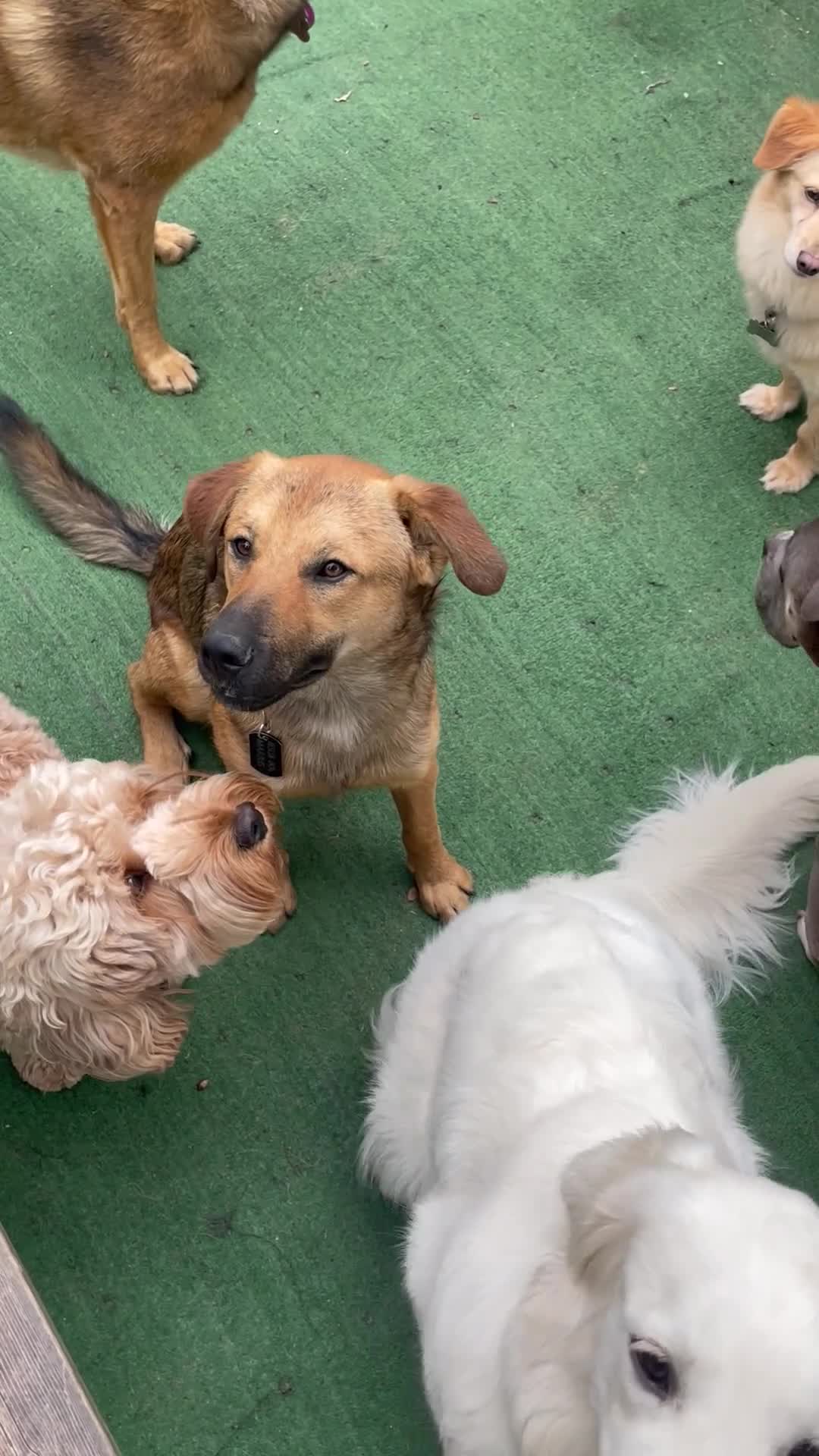 Mixed Breed dogs for sale: Marius is looking for his forever home 💙  in Manchester - Video 3