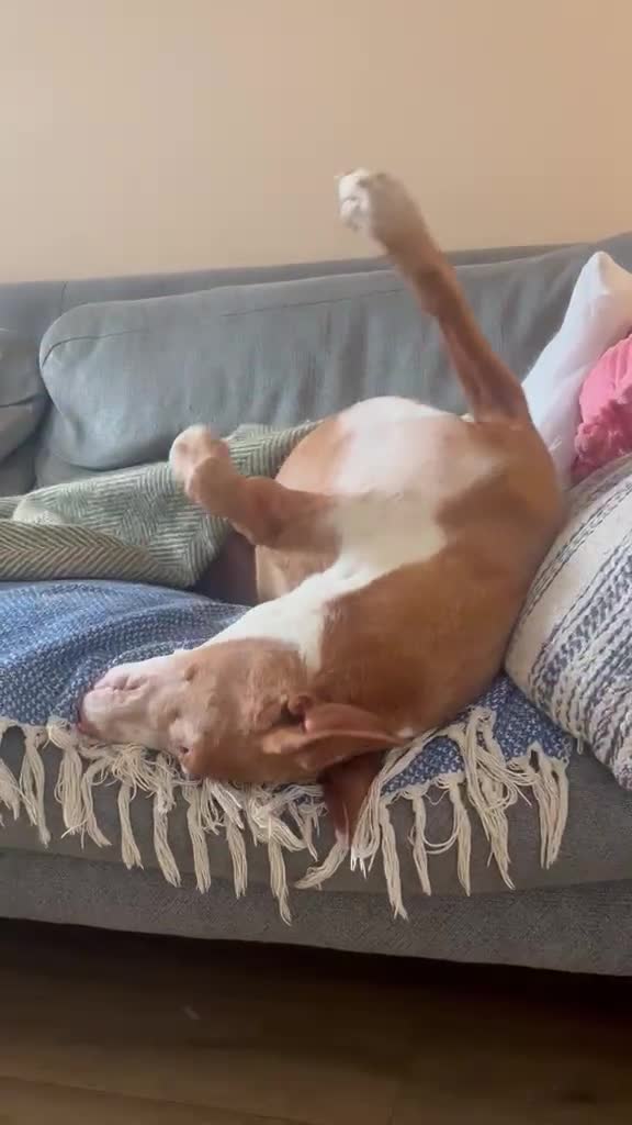 Ibizan Hound dogs for adoption: Kiara - a sweet low energy girl - Video 3