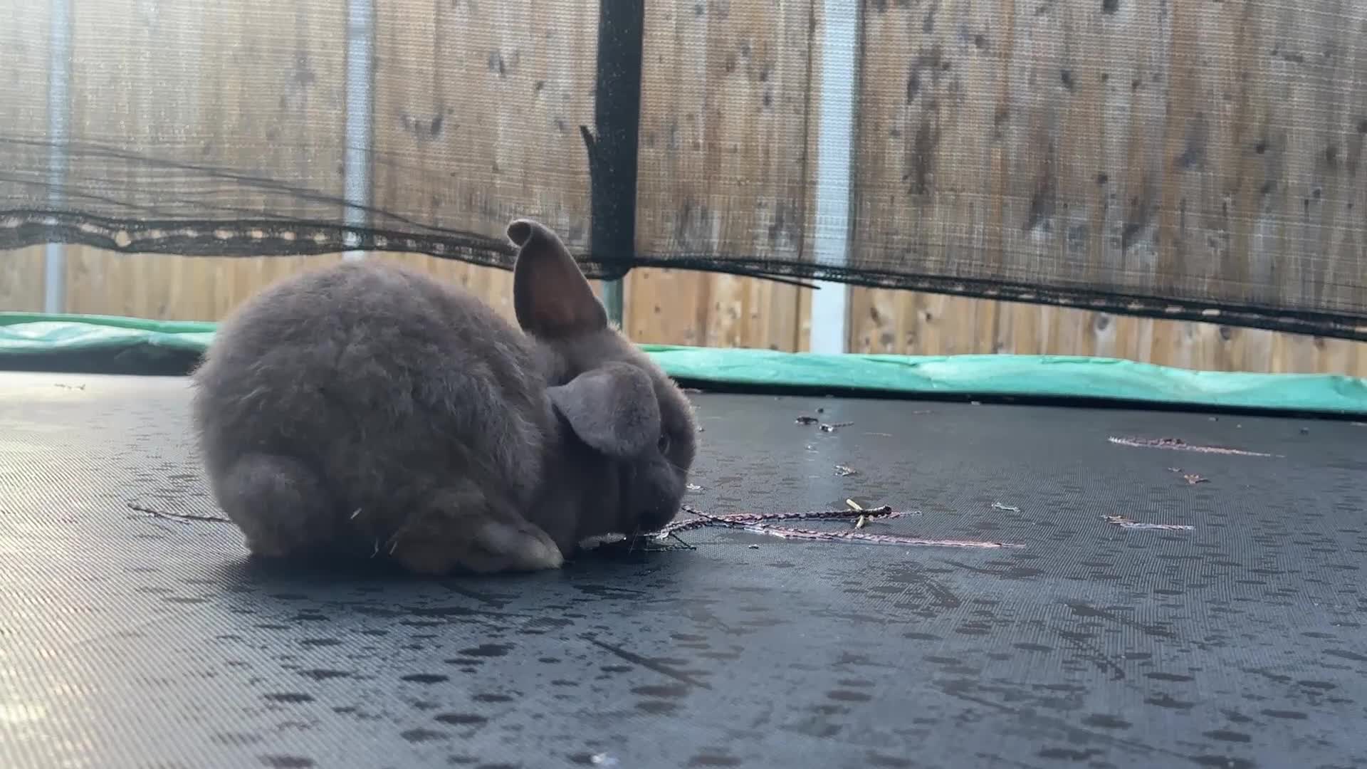 Mini Lop rabbits for sale: Lovely mini Lop bunnies, ready for a new home ❤️ - Video 2