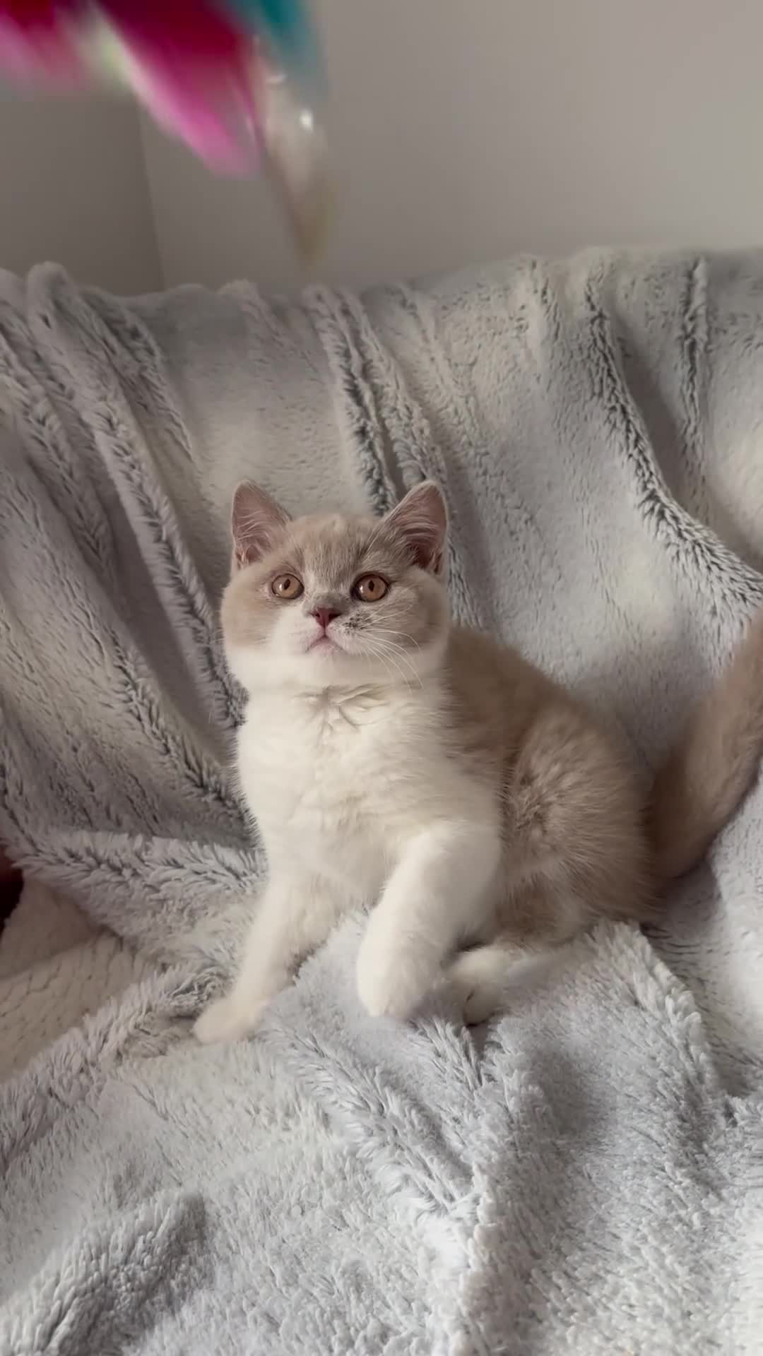 British Shorthair cats for sale: Pedigree BSH & BLH kittens  - Video 3