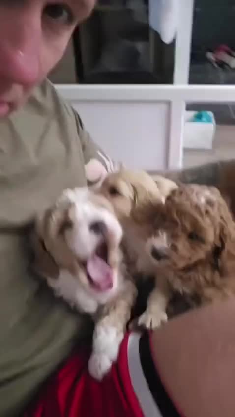 Australian Labradoodle dogs for sale: Stunning Cockapoo x Australian Labradoodle Puppies in Corby - Video 1