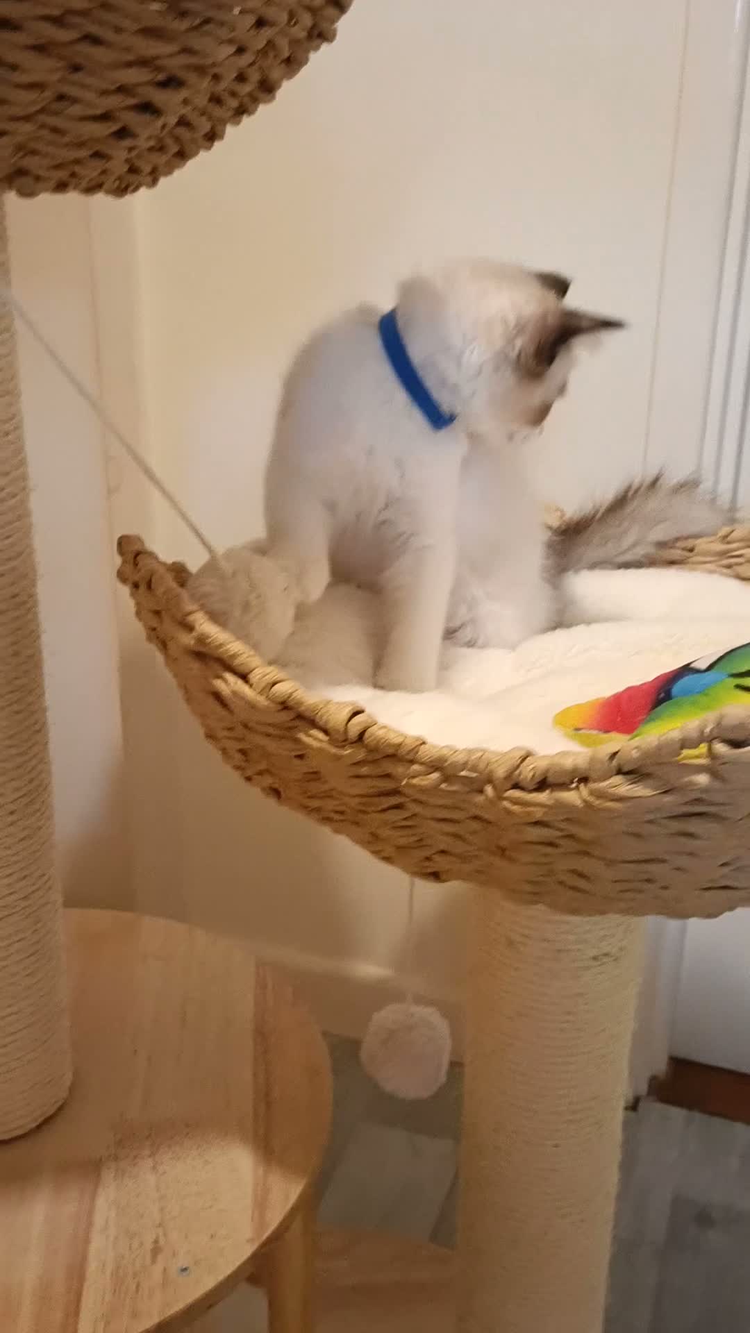 Ragdoll cats for sale: Ready active kittens Champion status Dad - Video 1