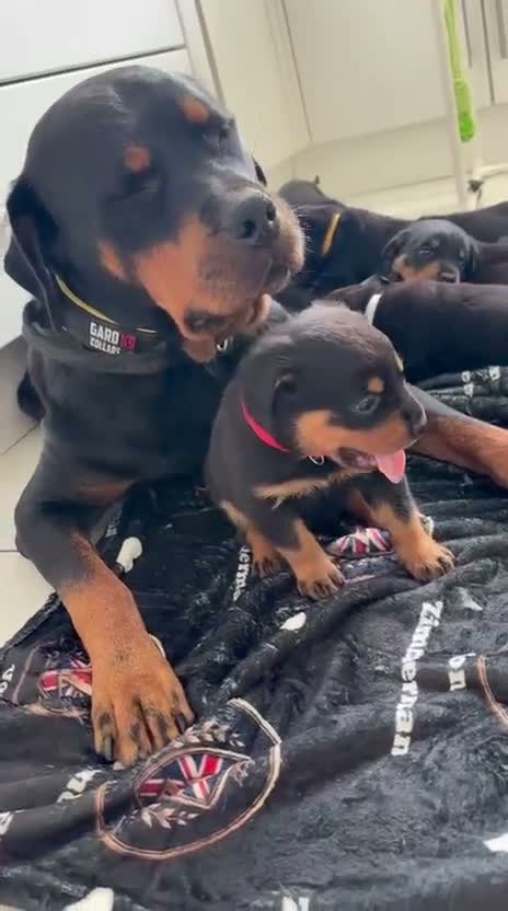 Rottweiler dogs for sale: WORLD CHAMPION CHUNKY ROTTWEILERS  - Video 3