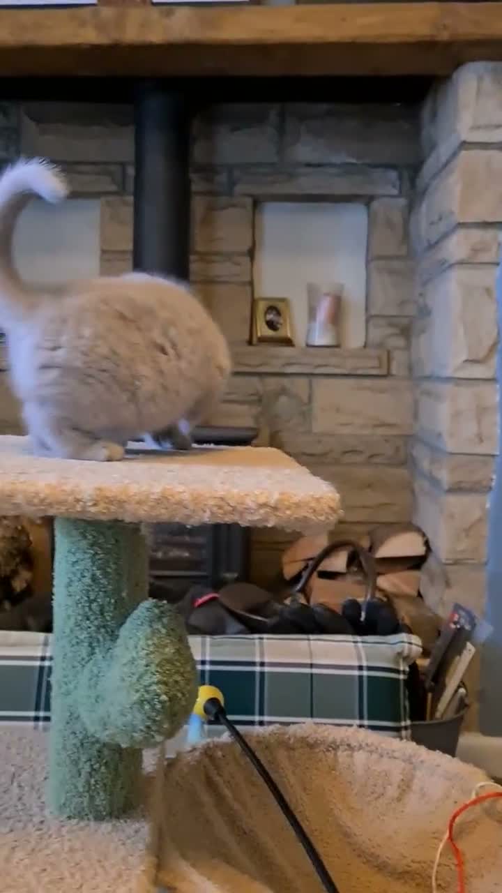 British Shorthair cats for sale: GORGEOUS LILAC BRITISH SHORTHAIR KITTENS - Video 2
