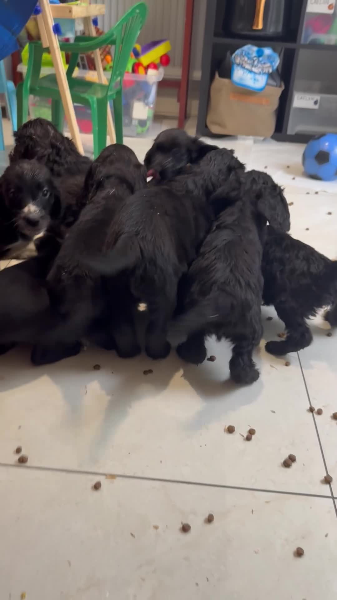 Sproodle dogs for sale: Beautiful Sproodle pups  - Video 1