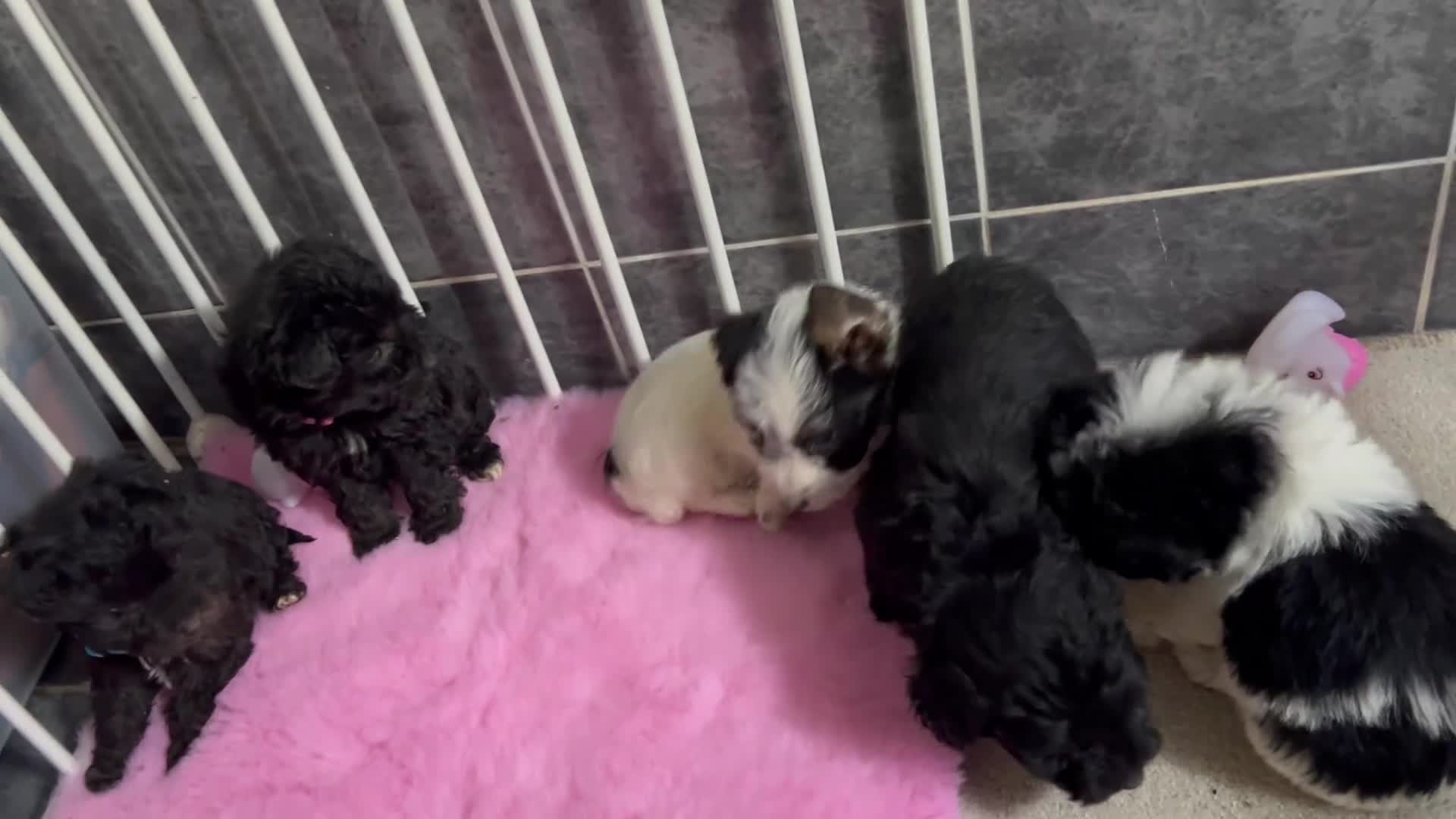 Jackapoo dogs for sale: 5 jackapoo puppies  - Video 1