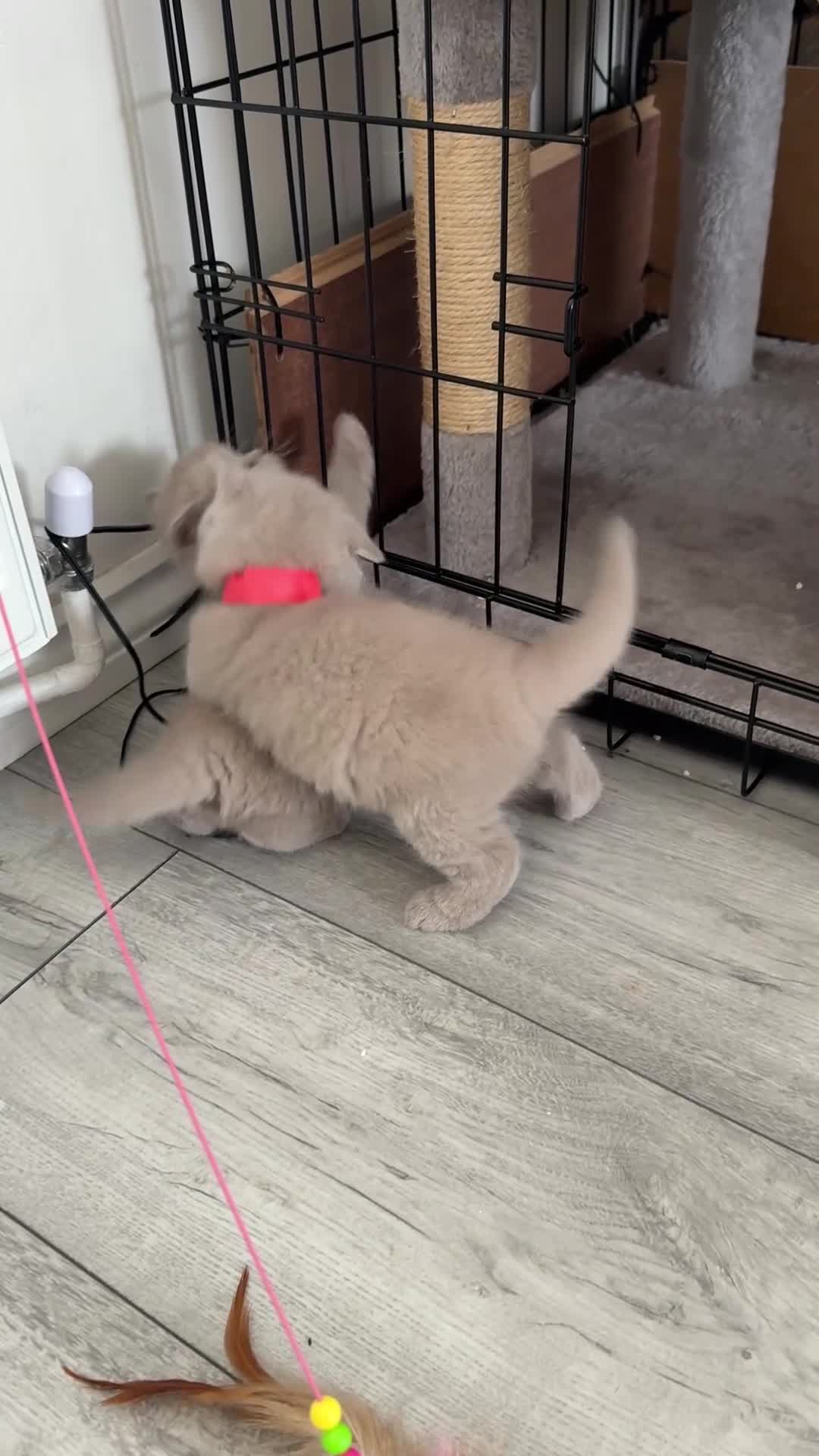 British Shorthair cats for sale: Lilac British shorthair GCCF registered - Video 3
