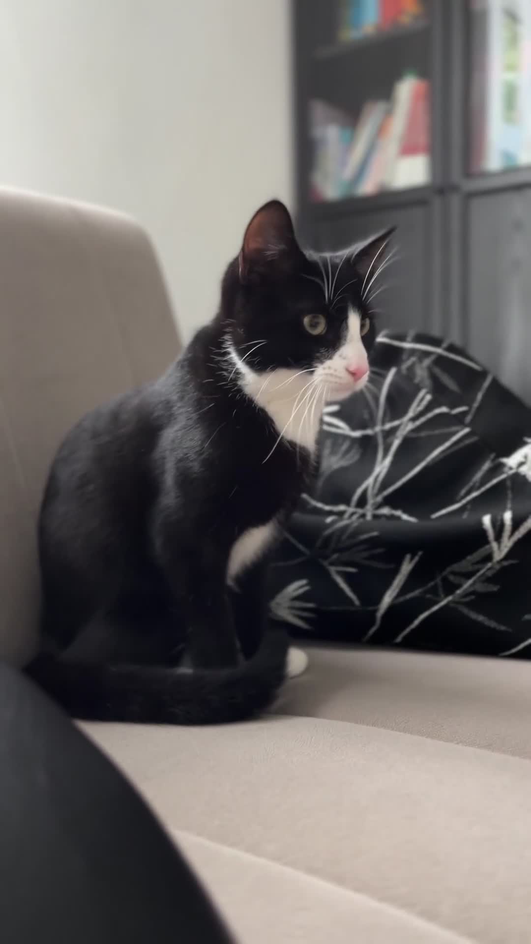 Domestic Shorthair cats for sale: Gentle Black and White Male Cat – Vaccinated - Video 1