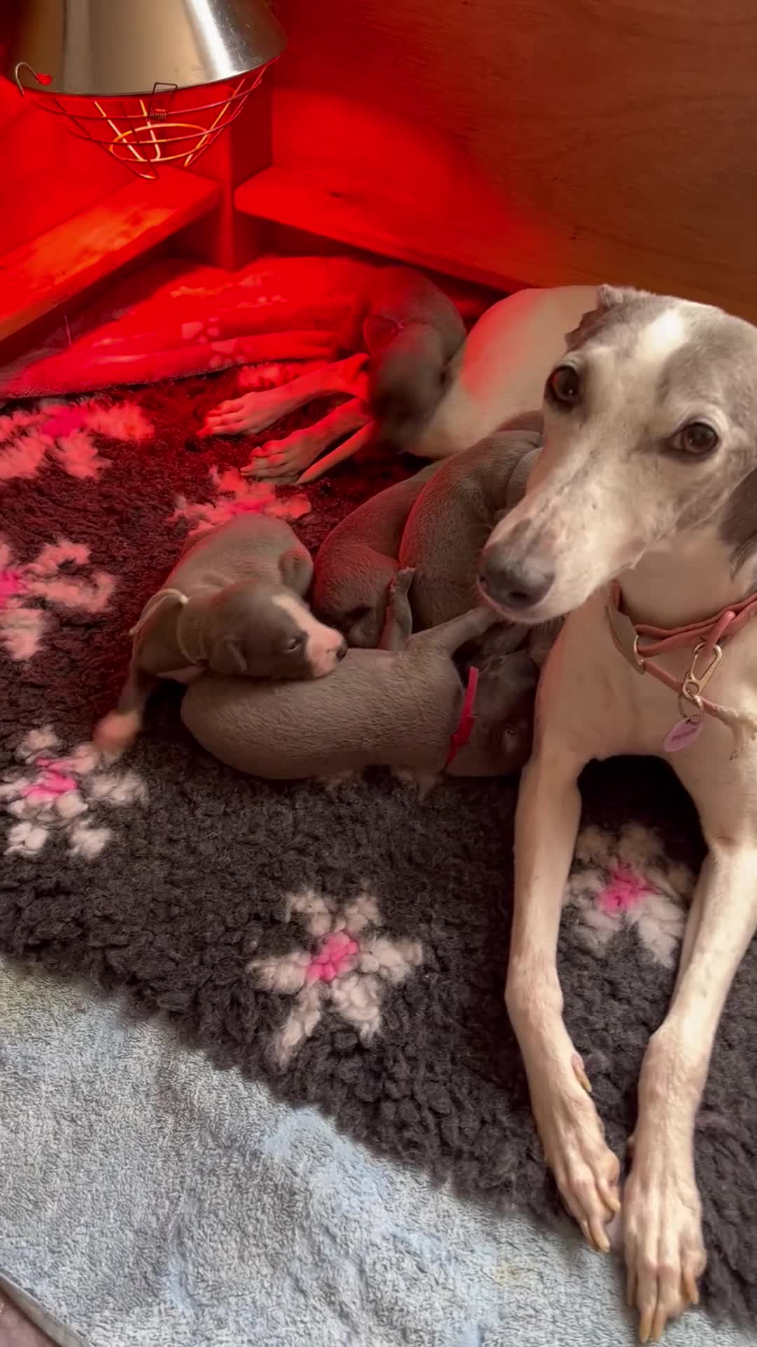 Whippet dogs for sale: Beautiful whippet pups - Video 1