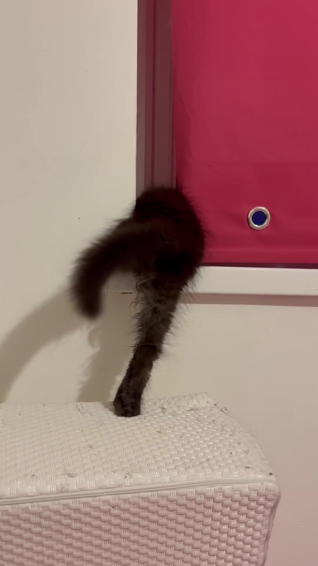 Maine Coon cats for sale: FEMALE READY NOW Black Smoke Maine Coon  - Video 1