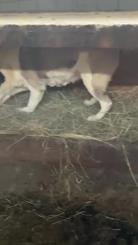 Mixed Breed dogs for adoption: 🐾💛 LISA – A Gentle Soul Saved Just in Time 💛🐾 - Video 4