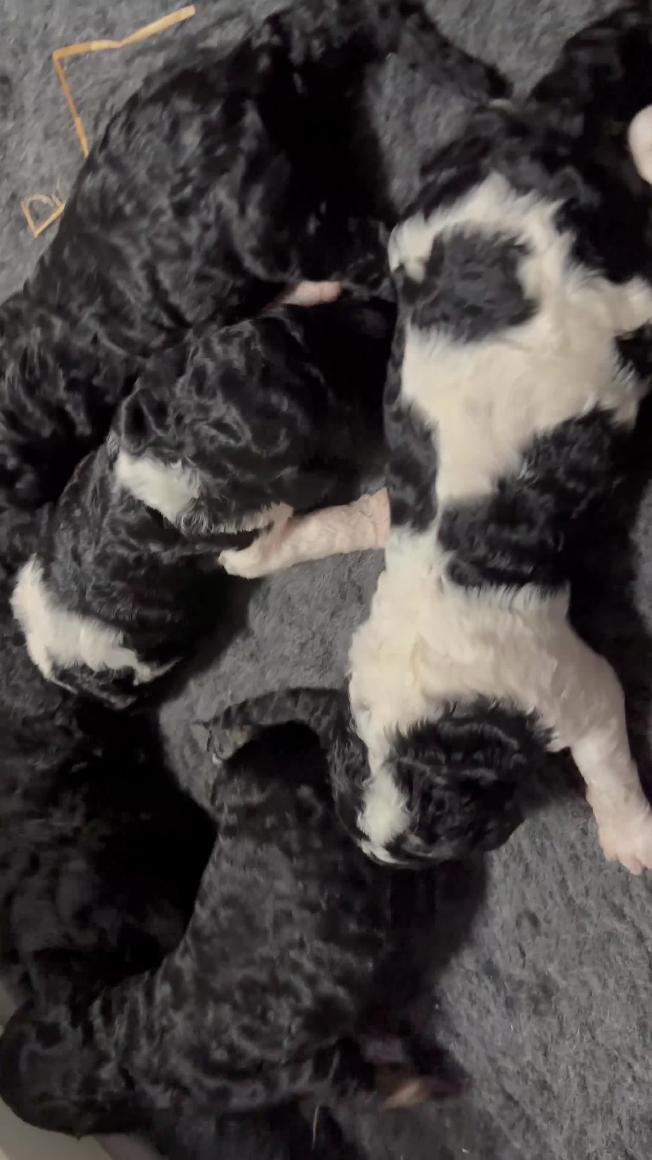 Labradoodle dogs for sale: Beautiful unique phantom/parti labradoodles in Melrose - Video 3
