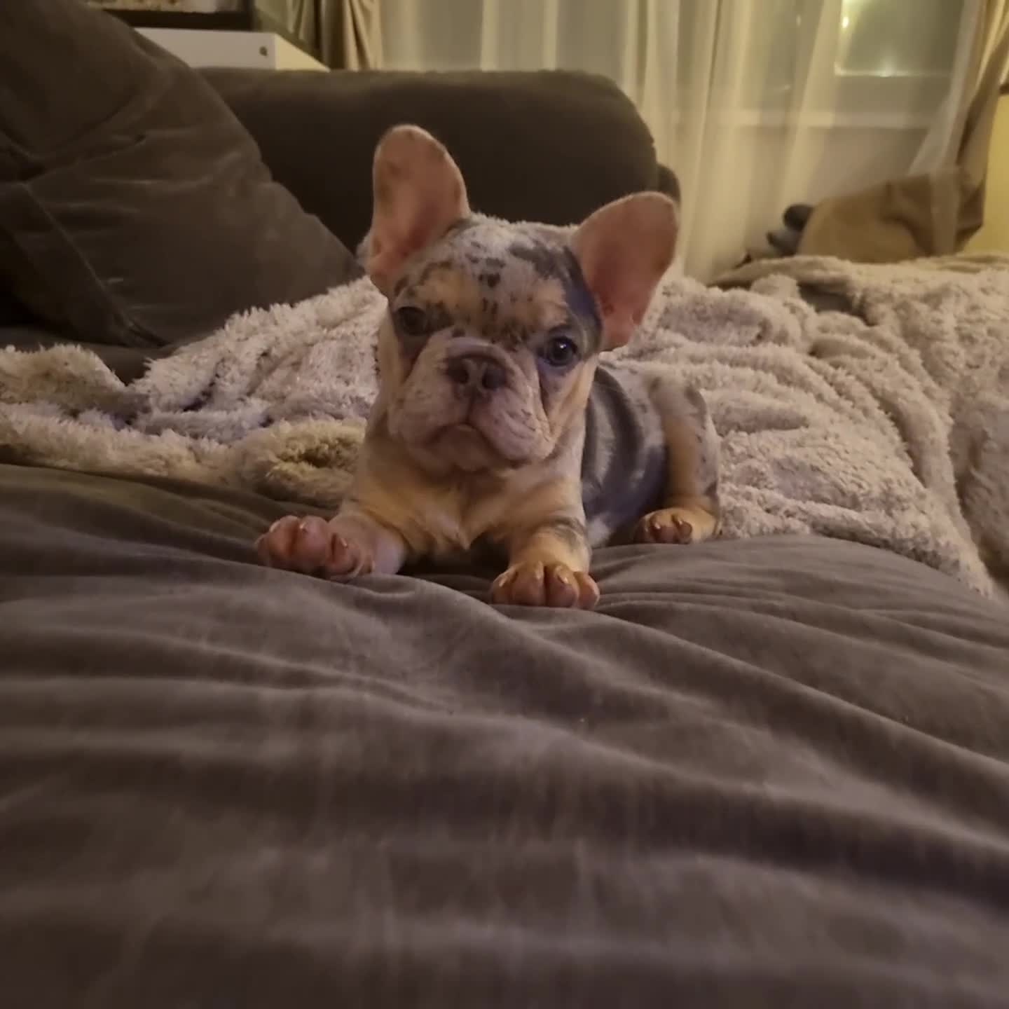 French Bulldog dogs for sale: Health tested French Bulldog puppy - Video 1