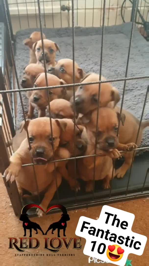 Staffordshire Bull Terrier dogs for stud: 🥨THE RED DREAM TEAM🥨 in Rochdale - Video 1
